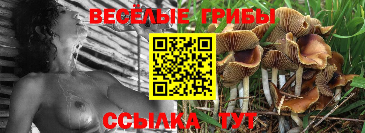 Сыктывкар  Псилоцибиновые грибы Cubensis  Вход с VPN 